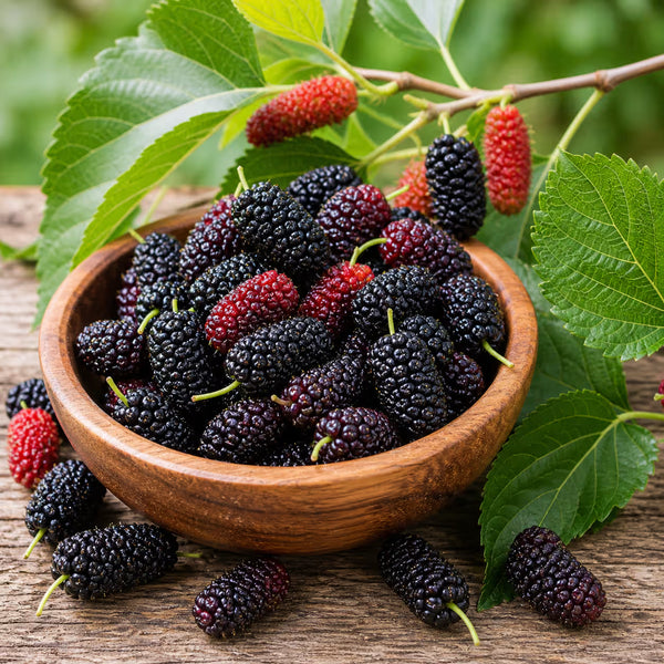 Mulberry