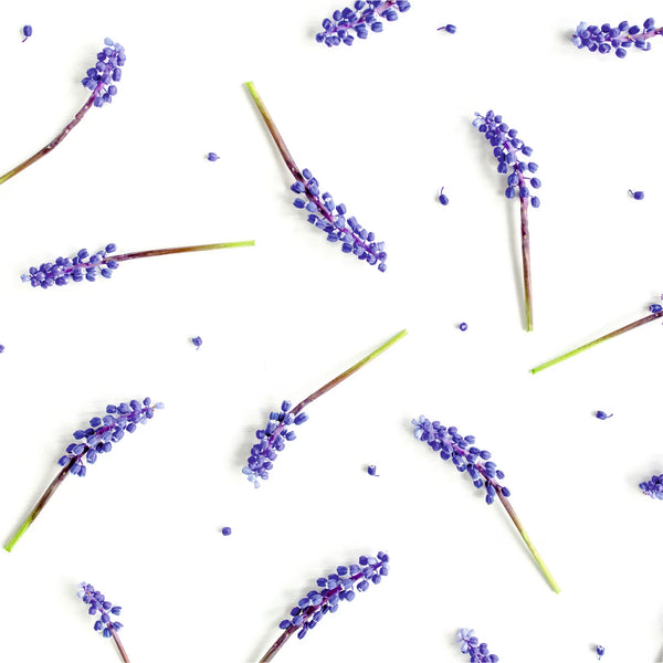 <strong>Rosemary</strong>