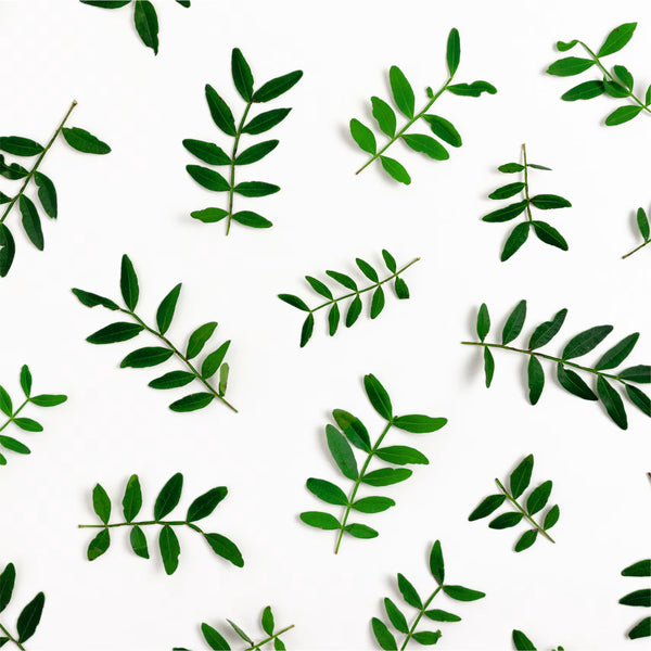 <strong>Shikakai</strong>